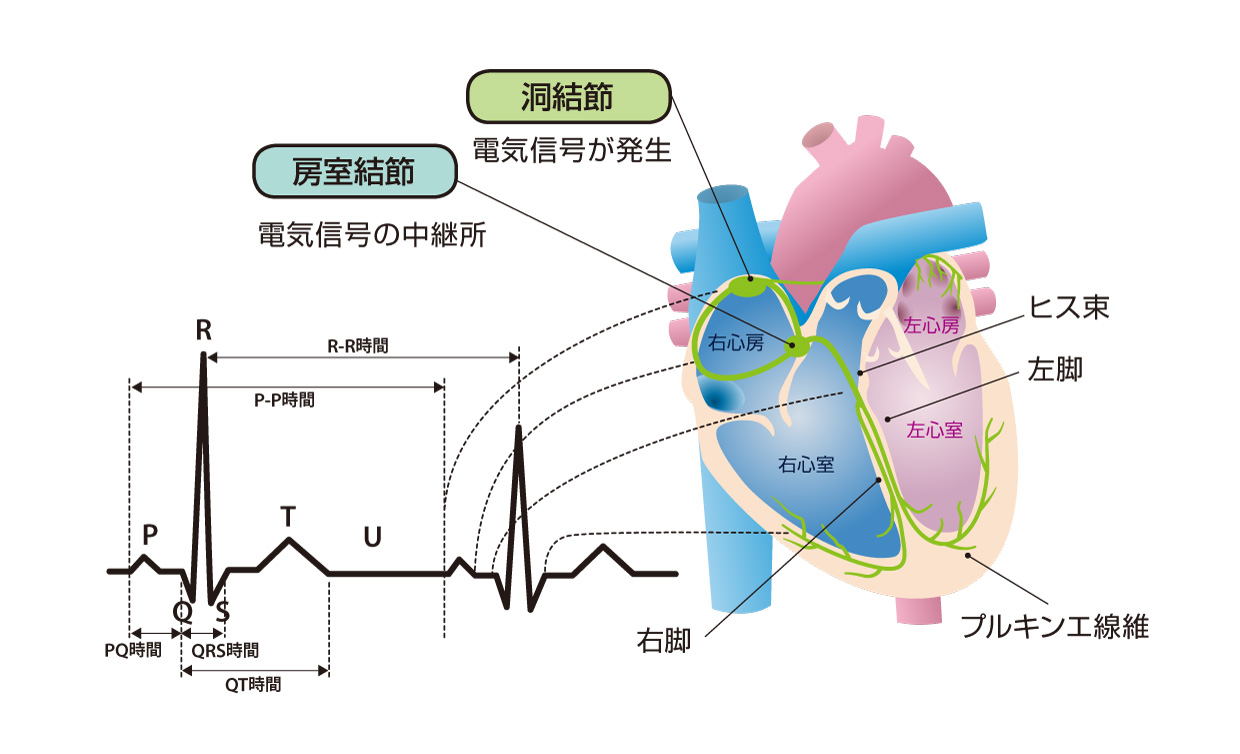 心臓の電気刺激の流れと心電図