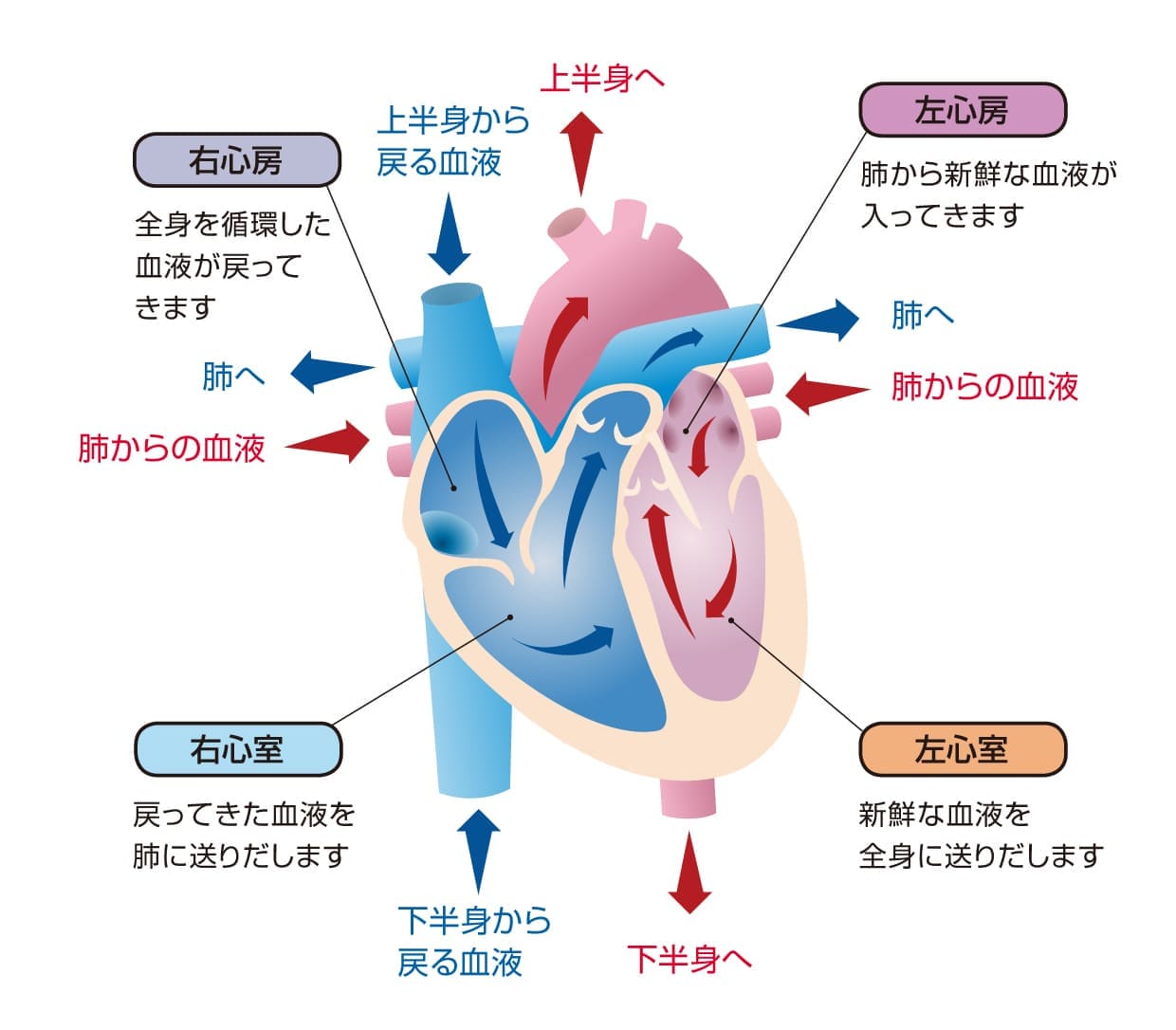 心臓のはたらき