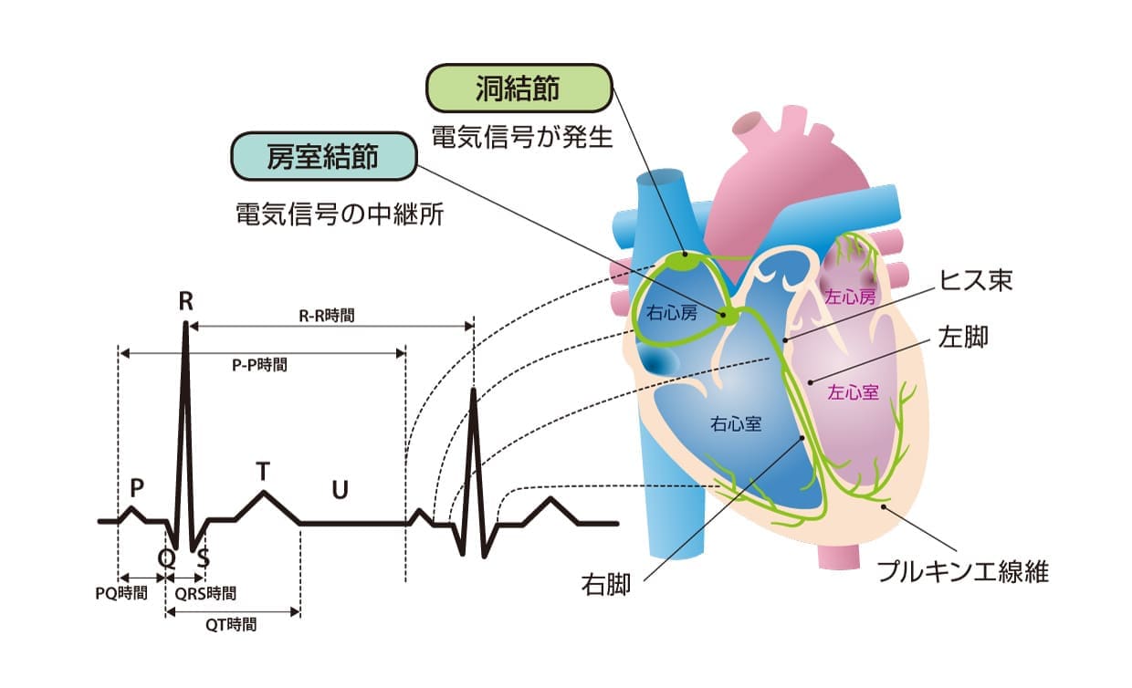 心臓内の電気信号の流れと心電図